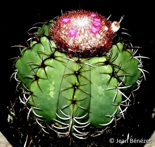 Melocactus actinacanthus (nueva Presa La Coca, L.H., Cu) JB